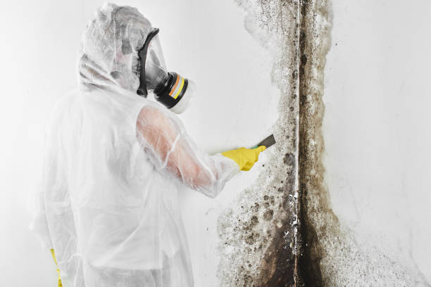 Best Mold Cleaning Services  in Elmwood Park, NJ