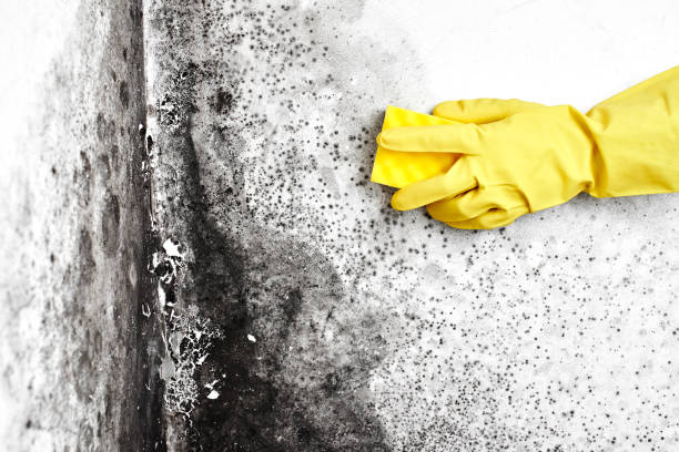 Best Toxic Mold Removal  in Elmwood Park, NJ