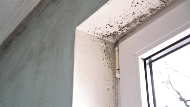 Best Mold Removal Near Me  in Elmwood Park, NJ