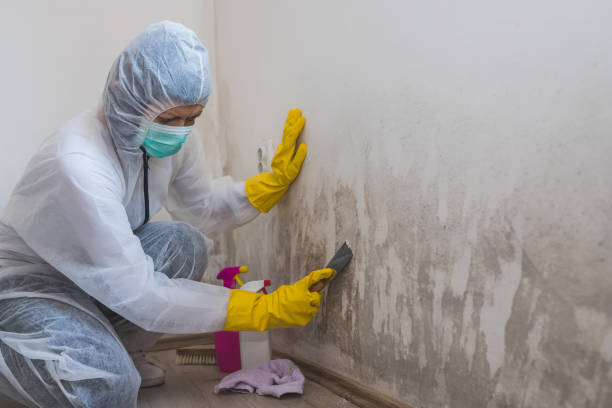 Professional Mold Removal in Elmwood Park, NJ