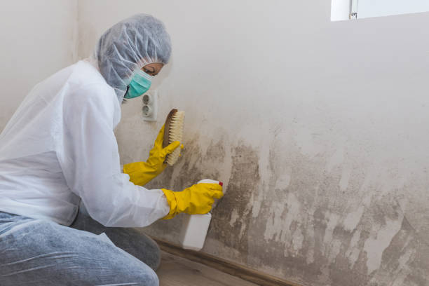 Best Certified Mold Removal  in Elmwood Park, NJ