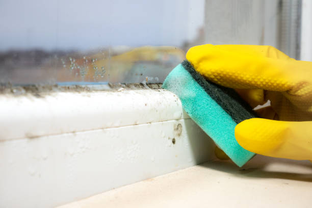 Best Home Mold Removal  in Elmwood Park, NJ