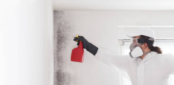 Best Mold Removal Near Me  in Elmwood Park, NJ