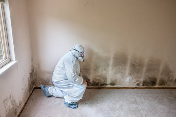 Best Mold Damage Repair  in Elmwood Park, NJ