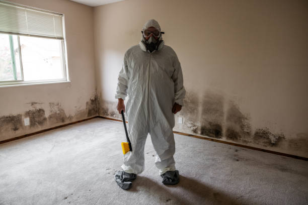 Best Certified Mold Removal  in Elmwood Park, NJ