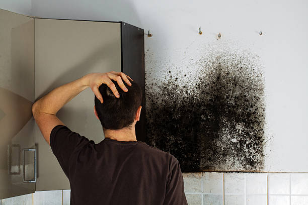 Best Commercial Mold Removal  in Elmwood Park, NJ