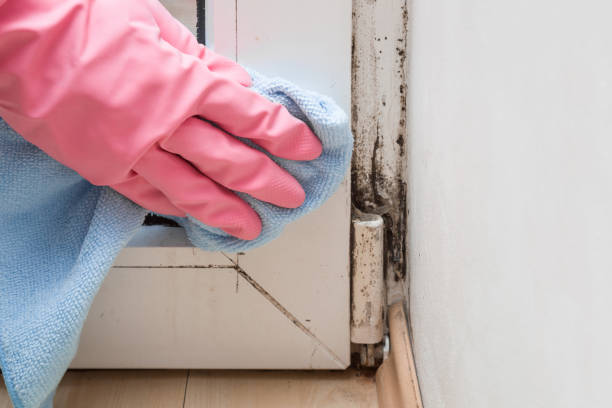 Best Emergency Mold Removal  in Elmwood Park, NJ