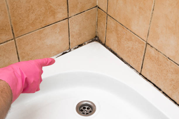 Best Best Mold Removal Companies  in Elmwood Park, NJ
