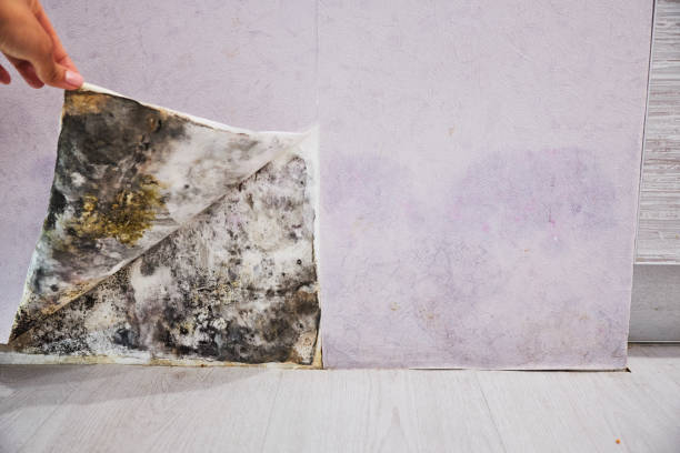 Best Best Mold Removal Companies  in Elmwood Park, NJ